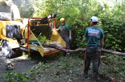 tree services Santa Fe Springs